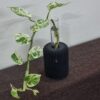 Planter Lamp – Modern Minimalist Ambient Decor with Glass Tube